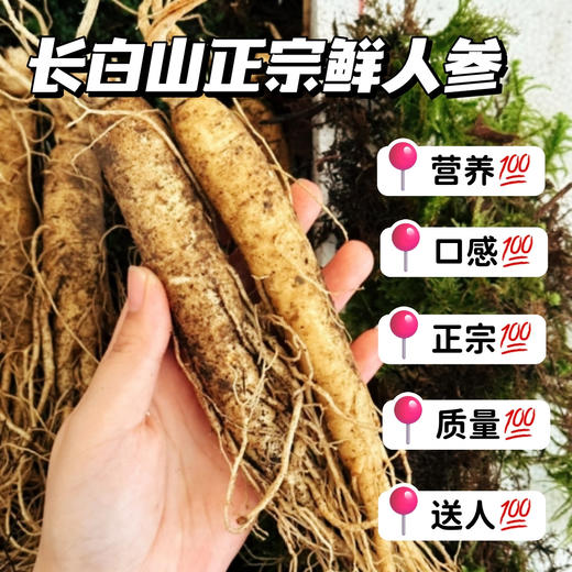 【长白山·鲜人参】新鲜采摘  清脆爽口 冬季养生必备  吃法多样 煲汤 喝茶 干吃 商品图3