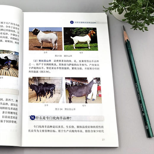 高效养羊实用技术问答【官方正版，可开发票】 商品图2