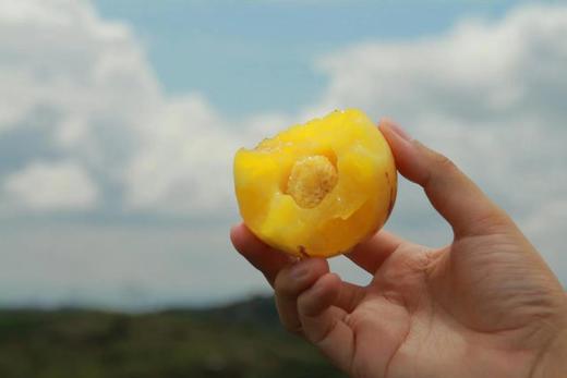 树上熟人参果——真正树上熟 更甜更多汁 商品图3