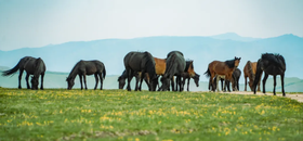 领队游记 | 感谢老板发配，流放塞北太太太爽啦！
