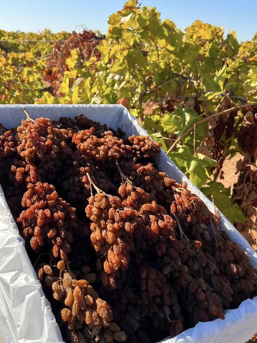 澳洲阿贝花园树挂白葡萄干礼盒装300g【Z】 商品图6