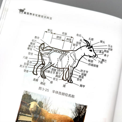 高效养羊实用技术问答【官方正版，可开发票】 商品图3