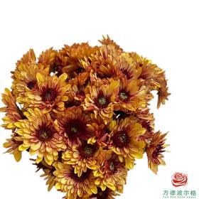 市场小菊-波多利橙