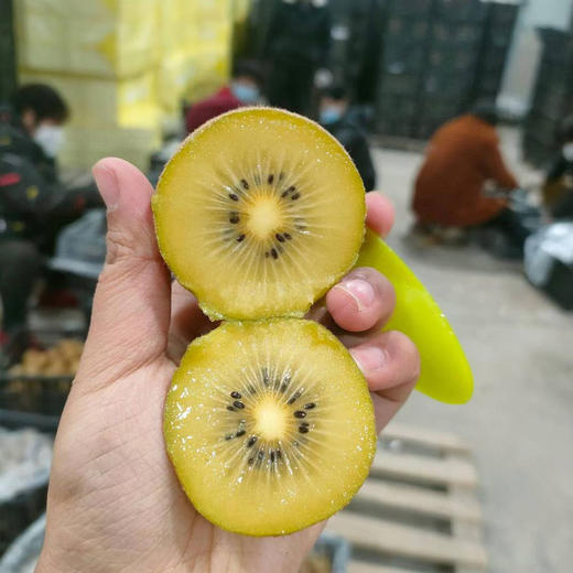 四川蒲江黄心猕猴桃 酸甜多汁 商品图5