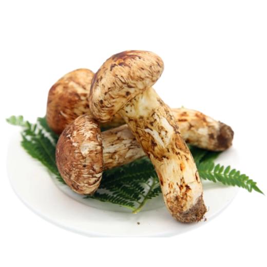 赠品：香格里拉野生松茸 珍品二级9公分以上 500克 商品图0