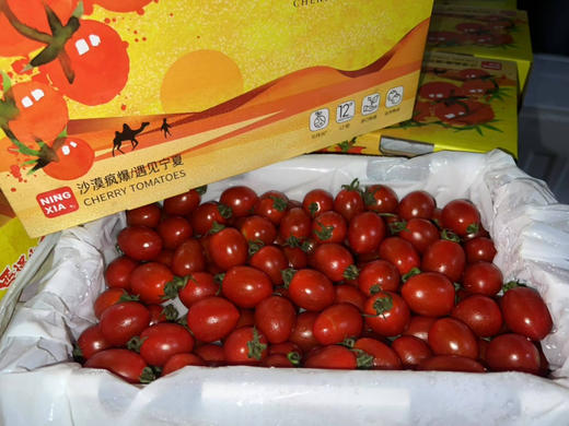 玲珑千禧小番茄，肉厚皮薄，咬一口，清甜的果汁马上喷涌而出。浓郁原始又清爽的番茄滋味爽口又怡人～好吃！停不下来！ 商品图13