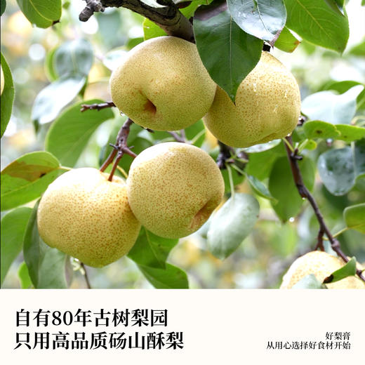 喜善花房教师节伴手礼秋梨膏192g/盒+贺卡+丝带+珍珠礼品袋 商品图2