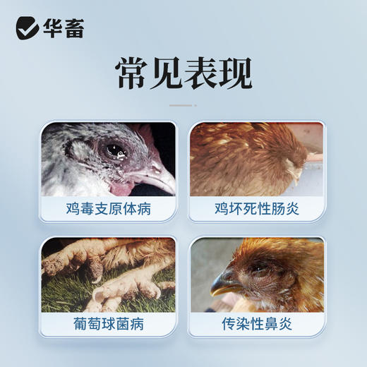 【社群专享】华畜10%酒石酸泰乐菌素可溶性粉 传染性鼻炎 支原体感染 禽畜通用药 商品图1