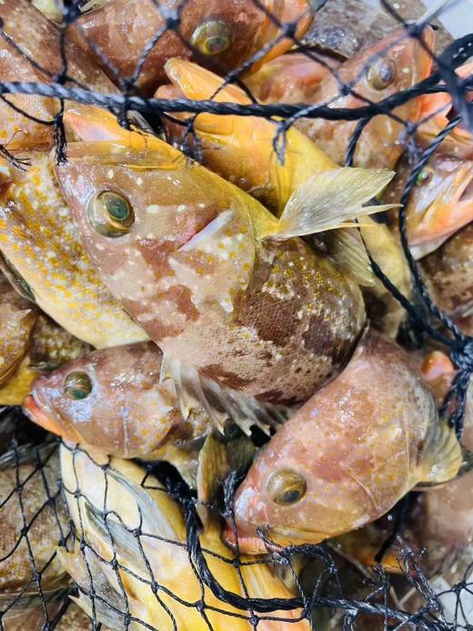 港岛姑娘 深海黄丁斑新鲜土石斑鱼味美 450克/盒2条装活冻 商品图2