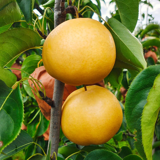 【厂商直发】小空山有机水果圆黄梨清甜多汁多规格可选包邮 商品图11