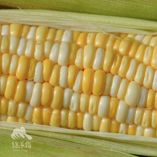 生态甜糯玉米 | 合作生产*Ecological sweet-waxy maize| Partner Production 商品图1