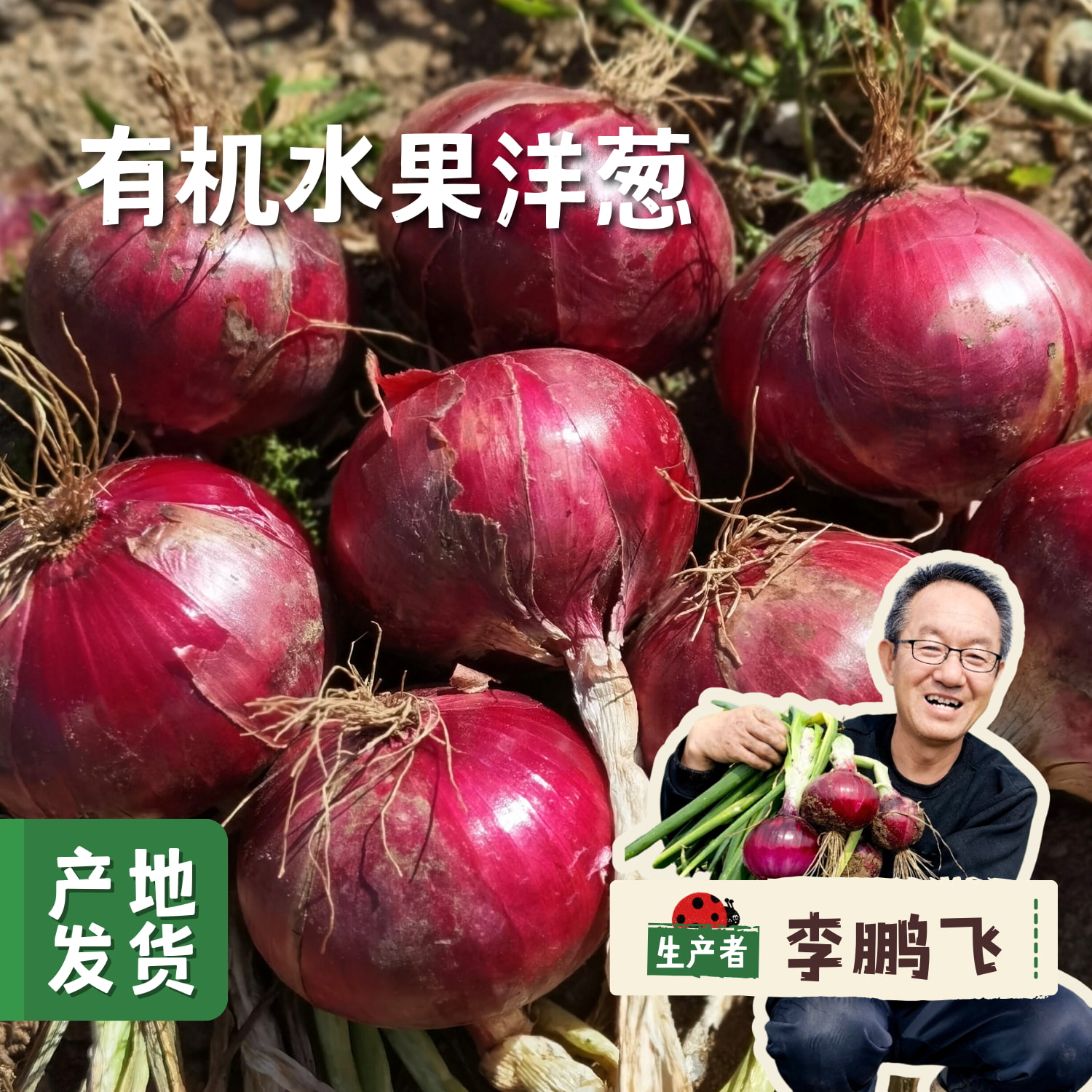 有机水果洋葱 5斤/箱 | 合作农友生产，来自河北张家口，生产者：野菜夫人 *【公平贸易农人定价】