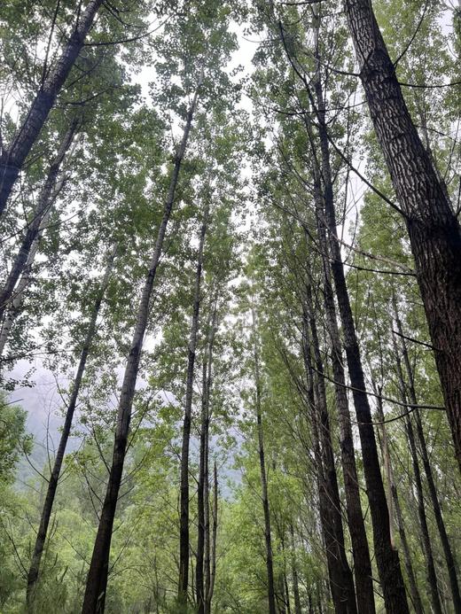 山野大玩家｜百里画廊8公里穿越 徒个快乐 乐在途中 商品图2