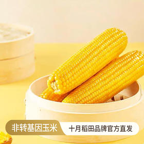 十月稻田 东北糯玉米棒 香甜软糯健康粗粮 真空包装 48小时发货