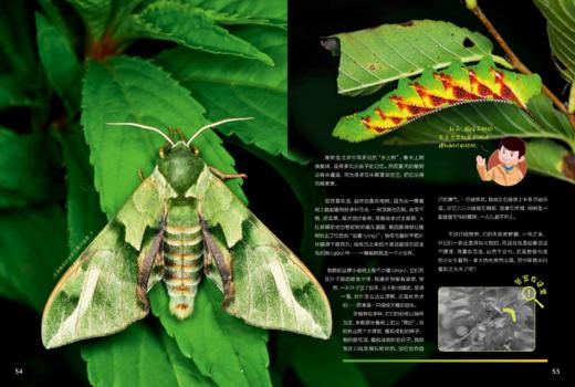 《博物大发现：找找看》普通版、礼盒版 商品图12