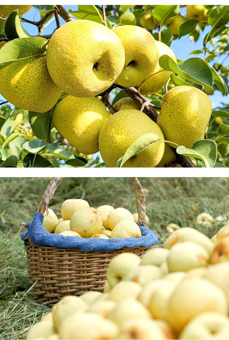 砀山酥梨详情页_11.jpg