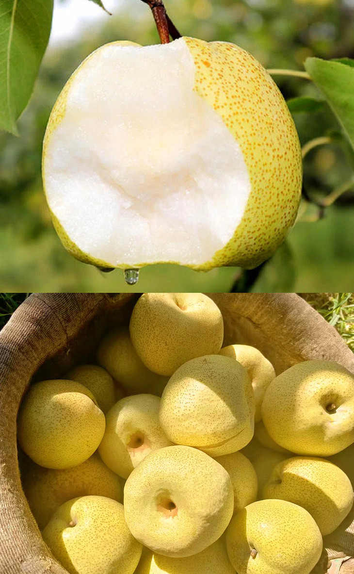 砀山酥梨详情页_03