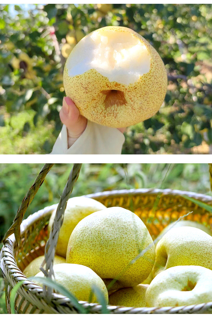 砀山酥梨详情页_10