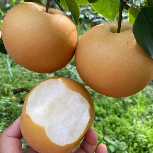 【宜昌助农馆】当季新鲜丰水梨  汁水充足 果肉厚实4.5斤单果300g+ 商品图5