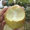 【严选】山东多彩魅梨 新鲜皮薄多汁媚梨7号香梨 商品缩略图2