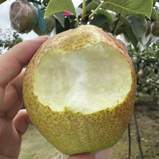 【严选】山东多彩魅梨 新鲜皮薄多汁媚梨7号香梨 商品图2