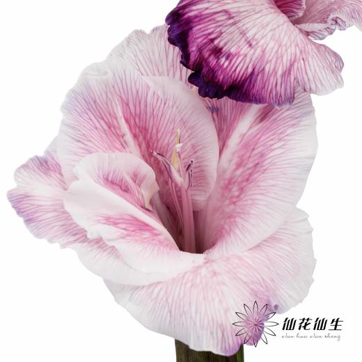 染色剑兰 | 紫色(上色不一,介意慎拍) 商品图2