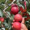 高端赤娇红苹果4.5斤 商品缩略图5