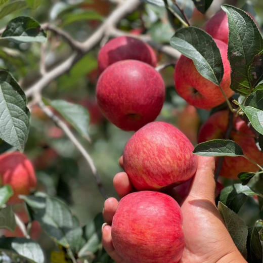 高端赤娇红苹果4.5斤 商品图5