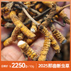 苗家圆圆那曲冬虫夏草断虫草 正宗那曲虫草滋补珍品 今年干货自用首选 10g/30g/50g/100g 顺丰包邮 商品缩略图0