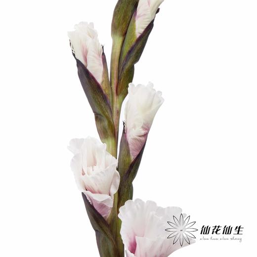 染色剑兰 | 紫色(上色不一,介意慎拍) 商品图3