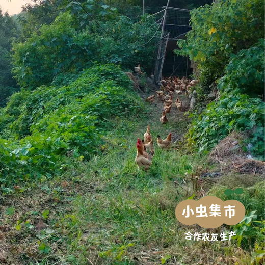 古农生态鸡汤 300g/罐 | 合作农友生产，产自广湖北广水，生产者：湛小良 *【公平贸易农人定价】 商品图14