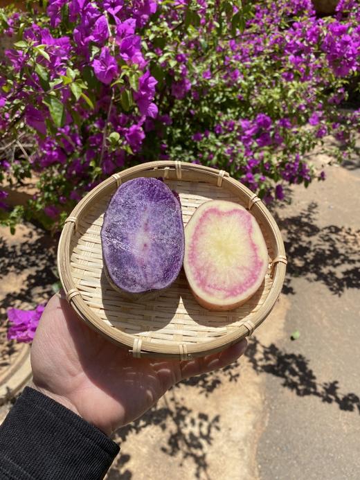 【云南双拼雪山彩洋芋】——献给舌尖的雪山馈赠 玛瑙紫洋芋@七彩花心洋芋 商品图4