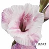 染色剑兰 | 紫色(上色不一,介意慎拍) 商品缩略图4