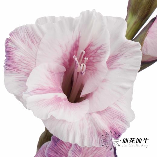 染色剑兰 | 紫色(上色不一,介意慎拍) 商品图4