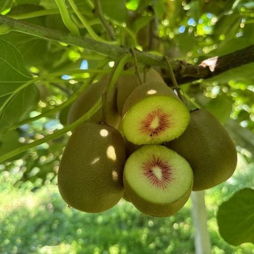 【湘西富硒红心猕猴桃 精品大果礼盒装】净重4.8-5斤 果肉鲜甜软滑 汁水丰富 商品图1