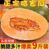 爆卖9斤装！【自然生长，手工采摘，阳光充足！】哈密瓜西州蜜 哈密瓜晓蜜25号 当季蜜瓜包邮 新鲜采摘 爆甜多汁 员工福利孕妇水果-QB 商品缩略图1