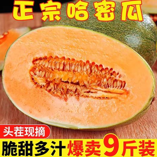 爆卖9斤装！【自然生长，手工采摘，阳光充足！】哈密瓜西州蜜 哈密瓜晓蜜25号 当季蜜瓜包邮 新鲜采摘 爆甜多汁 员工福利孕妇水果-QB 商品图1