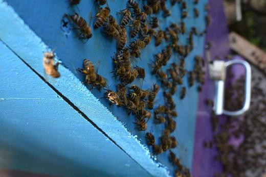 【中欧班列精选】俄罗斯原装进口俄蜜源小蜜蜂百花蜜500g装 小蜜蜂荞麦蜜500g装 小蜜蜂葵花蜜500g装 商品图14