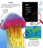 《DK翻开海洋动物》 商品缩略图5