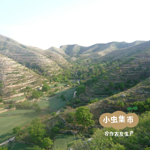 有机黑猪肉辣酱 3罐（210g/罐）| 合作农友生产，产自山东潍坊，生产者：一正有机 *【公平贸易农人定价】 商品图7