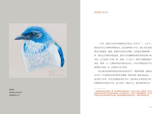 后院观鸟（精装），随书限赠书签。连续35周入选《纽约时报》畅销书榜，知名作家、“观鸟小白”谭恩美的暮年观鸟日志，五年自然观察，百余幅精美插图+速写，一览自然魅力。 商品图10