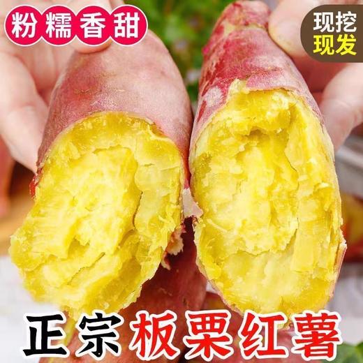 现挖现发！【新鲜美味，营养丰富，软糯香甜~】正宗板栗红薯 新鲜现挖 农家自种黄心地瓜 沙地鸡蛋黄番薯 红色外衣包裹金色果肉 藏不住的薯味-QB 商品图0