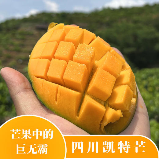 【四川攀枝花凯特芒果】果肉肥厚 香甜爽口 商品图0