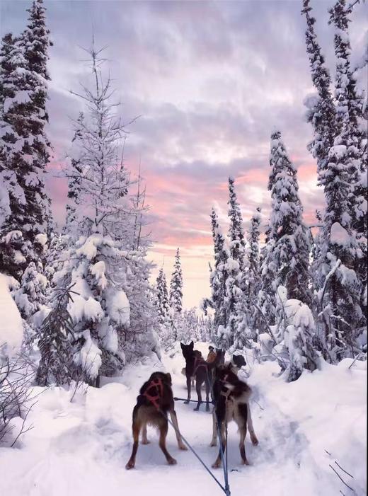 小地球阿拉斯加 【极光猎人之旅 】6天5晚（2人成团 封顶12人） 商品图4