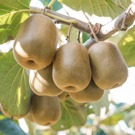 【四川蒲红心猕猴桃】新鲜采摘 自然成熟 细嫩多汁 商品图5