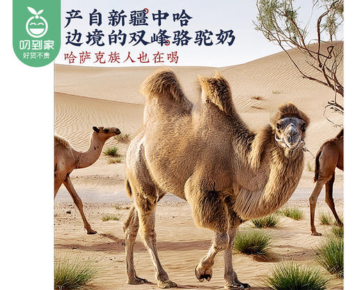 【叼健康】臻牧驼世家益生菌配方骆驼乳粉/1罐（25g*16条）生产日期：25年9月 商品图1