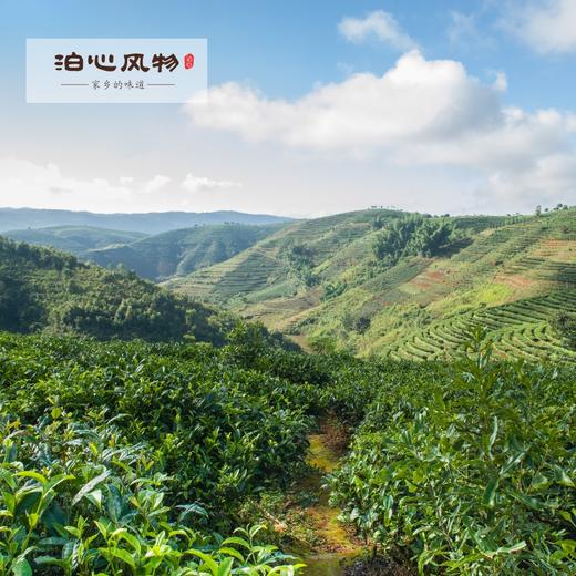 泊心普洱·泊心风物 商品图5