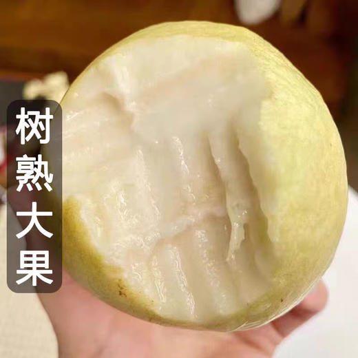 礼盒装！京东直达！【软心奶油芭乐，像冰淇淋般细腻丝滑~】广东红心白心芭乐果番石榴 当季水果5斤 新鲜水果 软糯柔滑的果肉 香甜美味让人垂涎欲滴-QB 商品图5