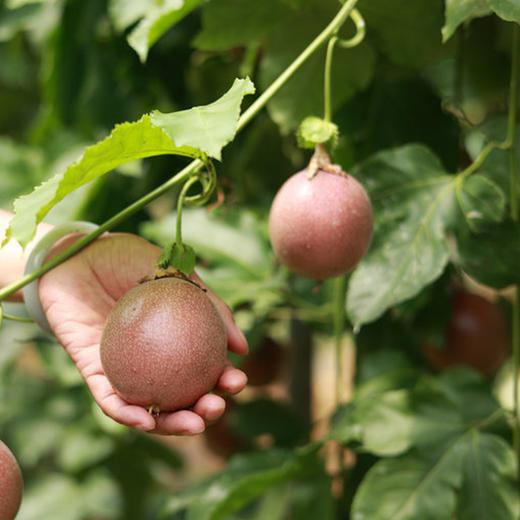 【顺丰京东包邮】云南苮食百香果 蜜桃百香果 3斤/12枚 家庭/彩箱/礼盒装 商品图5
