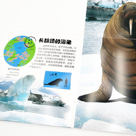 《DK翻开海洋动物》 商品图12